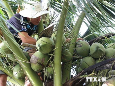 Ben Tre moves to boost agricultural product exports