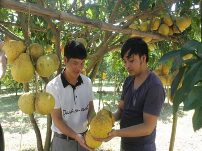 Tan Huong in the sooner crop of grapefruits