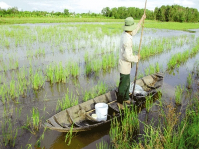 Độc đáo đặt xà di bắt cá rô miền Tây