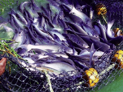 Phức chất axit hữu cơ canxi – propionic: Thúc đẩy tăng trưởng và tỷ lệ sống cho cá da trơn