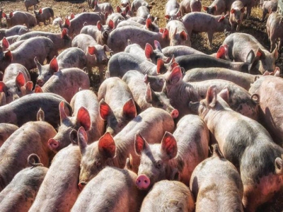 Be on the lookout for heat stress in herds, flocks