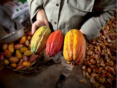 First batch of Vietnamese organic cocoa exported to Japan