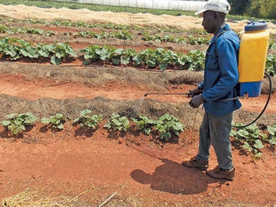 Using a knapsack sprayer on a big farm