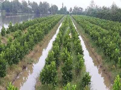 12,593 hectare of low-yield rice fields converted into orchards