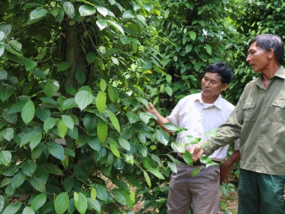 Pepper farmers switch to other crops as price declines