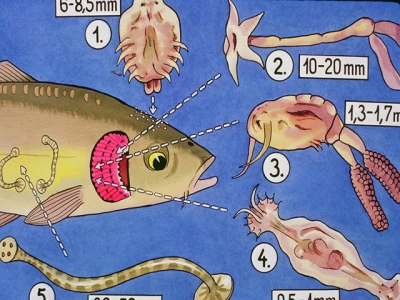 Nhận biết và điều trị một số bệnh do ký sinh trùng trên cá