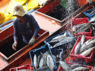 Cà Maus direction for a responsible fishery industry