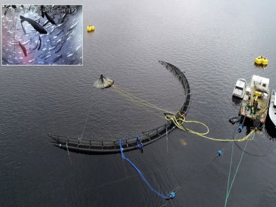 High hopes for subsea salmon pen