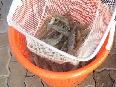 Can probiotics make shrimp farming more environmentally friendly?