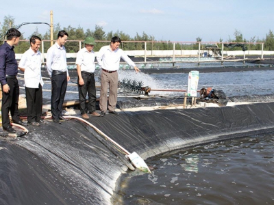 Hướng dẫn kỹ thuật san tôm mô hình nuôi tôm hai giai đoạn tại Quãng Trị