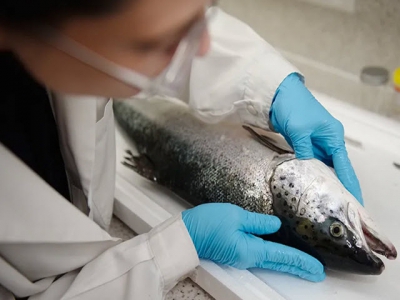 Researchers look to new ways to tackle CMS in salmon