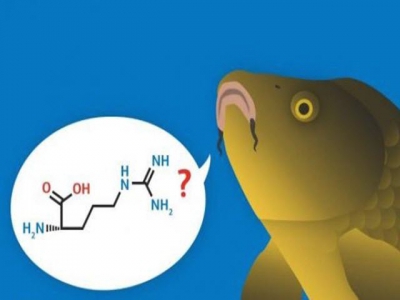 Method developed to protect carp from ammonia