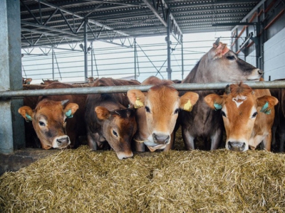 Oregano extract may improve feeding rate, milk production in Jersey cows