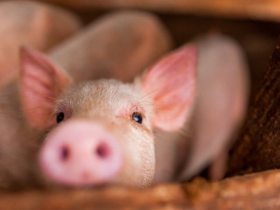 Fungal fermented rye may reduce reliance on antibiotics in pigs