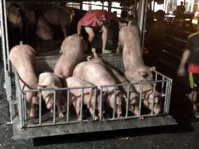 Pigs sneaked from Cambodia into southern Vietnam amid African swine fever