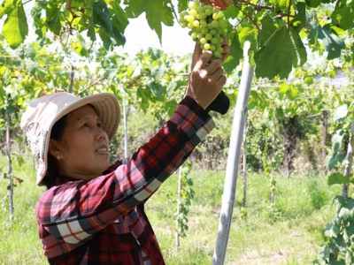 Ninh Thuận farmers grow more foreign grape varieties