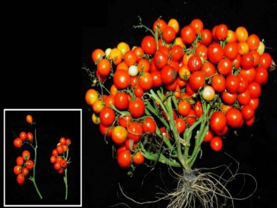 A new tomato ideal for urban gardens and even outer space