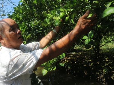 Ăn nên làm ra nhờ chanh không hạt