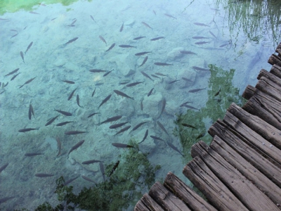 The Future of Sustainable Aquaculture with Innovative Technology and Practices