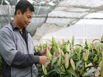 Trồng hoa ly và tulip thương phẩm trên đèo Sa Mù