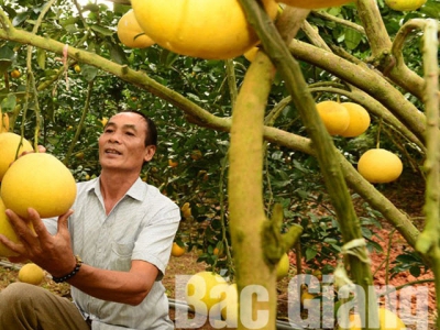 Luc Ngan: More than 26,000 fruit growing households granted with VietGAP and GlobalGAP