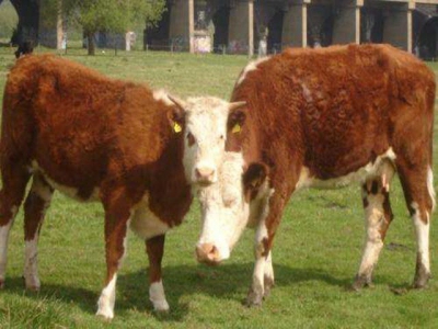 Researchers listen in on conversations between calves and their mothers