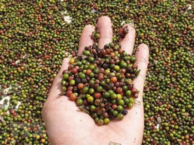 Intl pepper conference opens in Ba Ria-Vung Tau