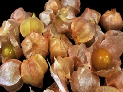 This wild plant could be the next strawberry