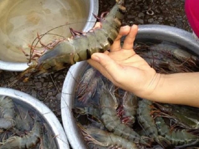 Cà Maus organic shrimp – solution to climate change adaptation