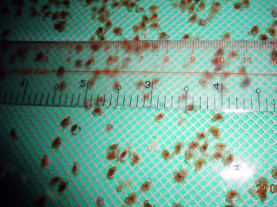 Sử dụng probiotics trên ấu trùng cua biển