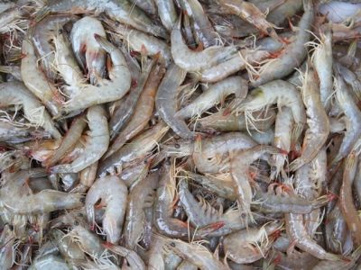 Why are antibiotic residues in farmed shrimp a big deal?