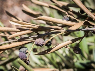 How to save olives from destructive diseases