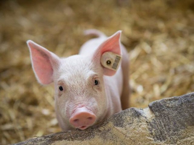 Longitudinal investigation of swine gut microbiome published
