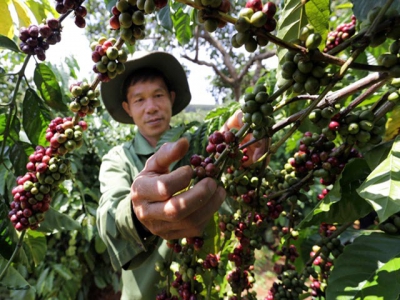 118,202ha of old coffee trees replaced in Central Highlands