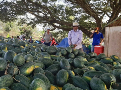 Farmers expect bumper watermelon for Tet