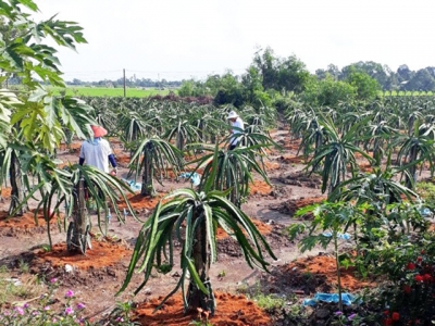 Long An: Only about 5% of dragon fruits exported to Europe