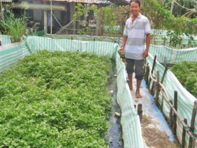 Nuôi lươn không bùn kết hợp trồng rau thủy canh hiệu quả