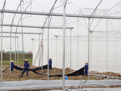 Bac Giang builds organic farming model