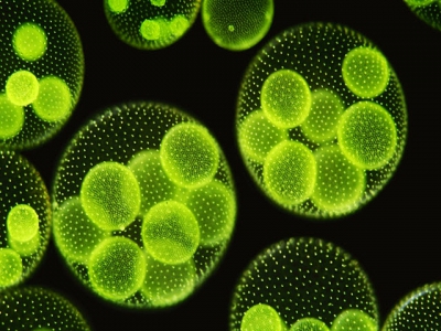 Salmon farmers sign up for algal alternative to fish oil