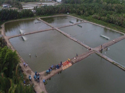 Bạc Liêu to expand 2 sustainable shrimp farming models