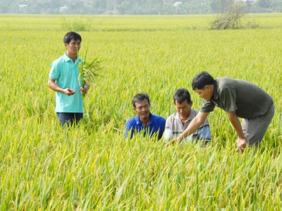 Hiệu quả mô hình trồng lúa bằng sữa tươi