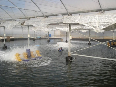 Top tips for setting up a recirculating aquaculture system (RAS) - Part 1
