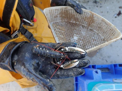 Study suggests lobsters could be on-grown off salmon farms