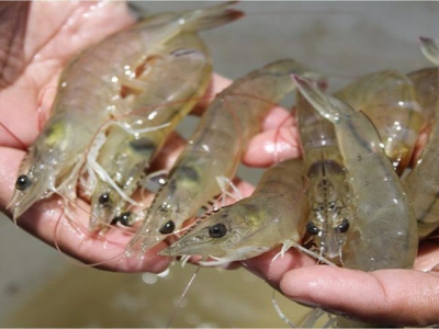 Prices bouncing back, shrimp cultivation in the Mekong Delta starts to thrive
