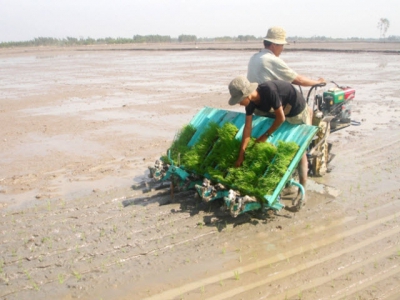 Công nghệ cấy máy trong sản xuất lúa