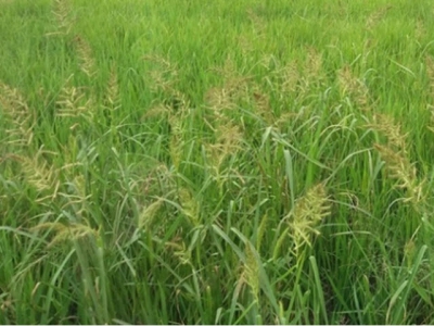 Phòng trừ cỏ dại cho lúa gieo sạ vụ Đông Xuân