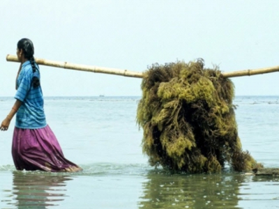 Ấn Độ chống biến đổi khí hậu bằng rong biển