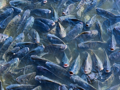 Cá rô phi - Nên bổ sung probiotic lên thức ăn chìm hay nổi?