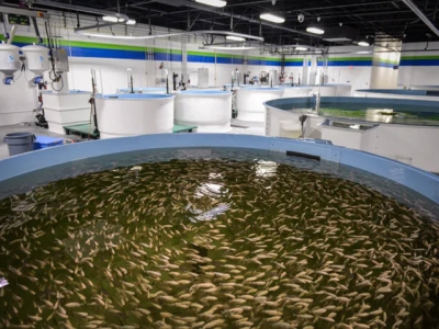 Top tips for setting up a recirculating aquaculture system (RAS) - Part 2