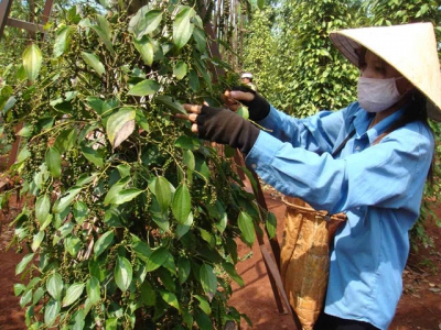 Joy comes back to black pepper farmers in Phu Giao district